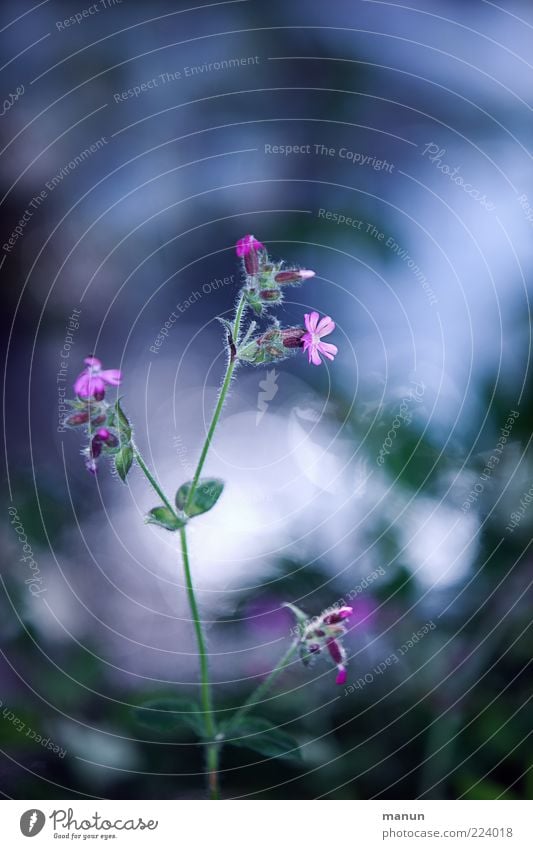 purple flowers Nature Spring Plant Flower Wild plant Forest flower Spring flower Spring fever Colour photo Exterior shot Day Deserted Pink Blur Copy Space top