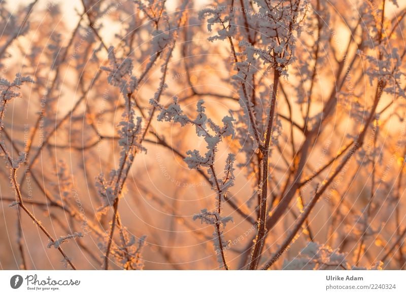hoarfrost Harmonious Well-being Contentment Relaxation Calm Meditation Winter Christmas & Advent Nature Plant Ice Frost Snow Tree Branch Freeze Glittering Cold