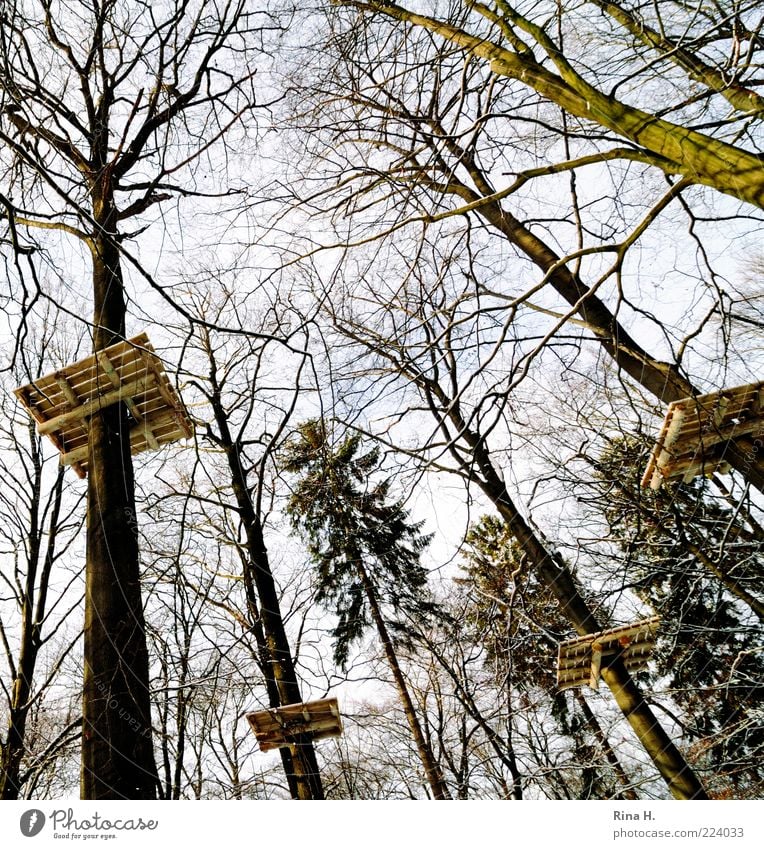 The end of a magic forest Environment Nature Landscape Winter Tree Forest Tall Perspective high-ropes garden Platform Wood Hunting Blind Climbing facility