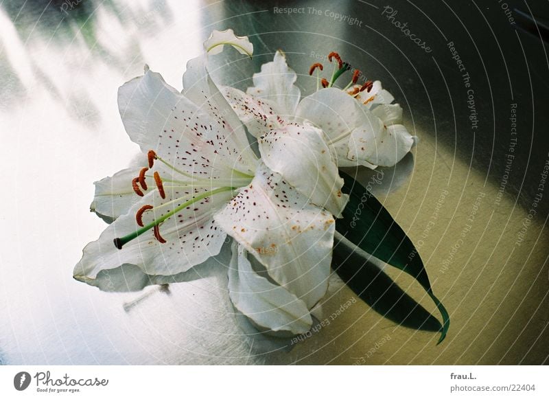 dull lily Flower Back-light Lily Blossom Kitchen Window Living or residing steel plate worktop Shadow Limp