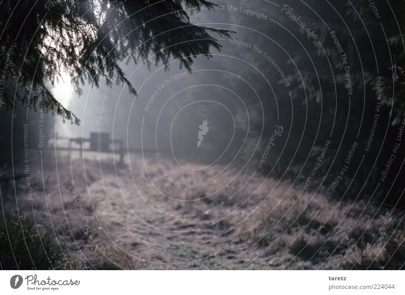 borderline experience Environment Nature Free Sunbeam tollgate Border Footpath Edge of the forest Hide Hidden Cold Fog Mysterious High Venn Coniferous forest