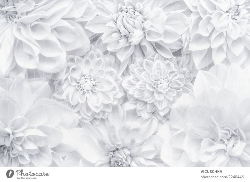 White flowers background - a Royalty Free Stock Photo from Photocase
