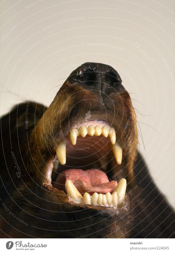 scary animal teeth
