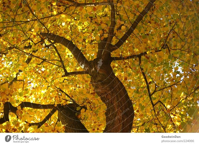 Autumn, we miss you! IV Environment Nature Sunlight Beautiful weather Tree Old Authentic Simple Large Tall Natural Many Emotions Moody Colour photo