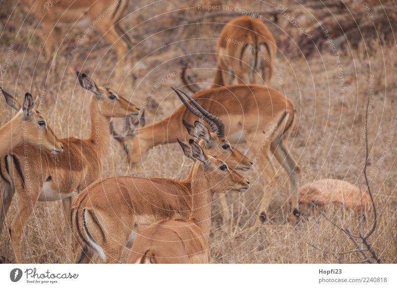 Impala Herd Nature Animal Sand Spring Climate Weather Drought Grass Wild animal Pelt Group of animals Relaxation Eating To feed Looking Stand Brown Yellow