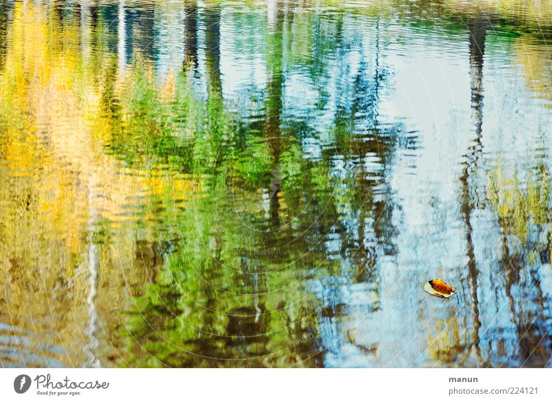 autumn mirror Nature Water Autumn Tree Leaf Forest Lakeside Authentic Fantastic Wet Natural Idyll Transience Change Surface of water Water reflection Waves