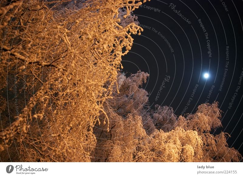ice age Calm Winter Snow Environment Nature Sky Night sky Moon Full  moon Ice Frost Tree Forest Deserted Gold Black Cold Perspective Colour photo Exterior shot