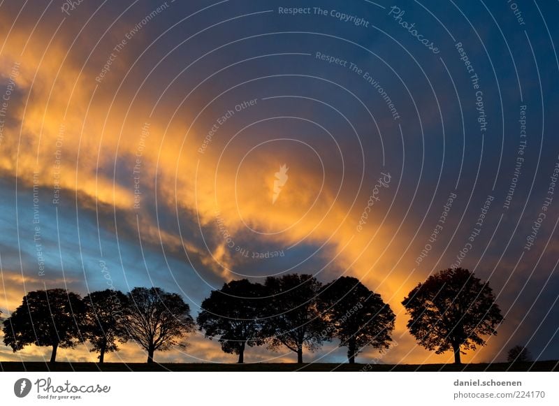 cloud show Environment Nature Climate Climate change Weather Thunder and lightning Tree Blue Yellow Black Avenue Clouds Copy Space right Copy Space top