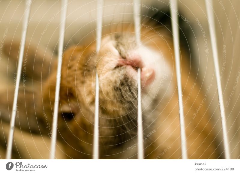 escape bid Animal Pet Animal face Pelt Hare & Rabbit & Bunny Pygmy rabbit Snout 1 Cage Keeping of animals Rod Brown Gnaw Colour photo Subdued colour Close-up