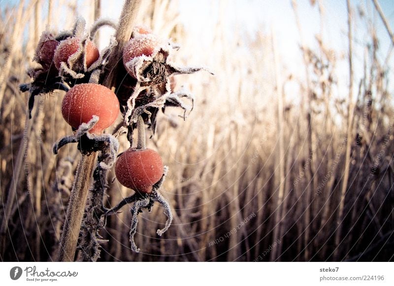red Winter Plant Ice Frost Common Reed Freeze Glittering Faded To dry up Cold Dry Brown Red Subdued colour Exterior shot Deserted Sunlight