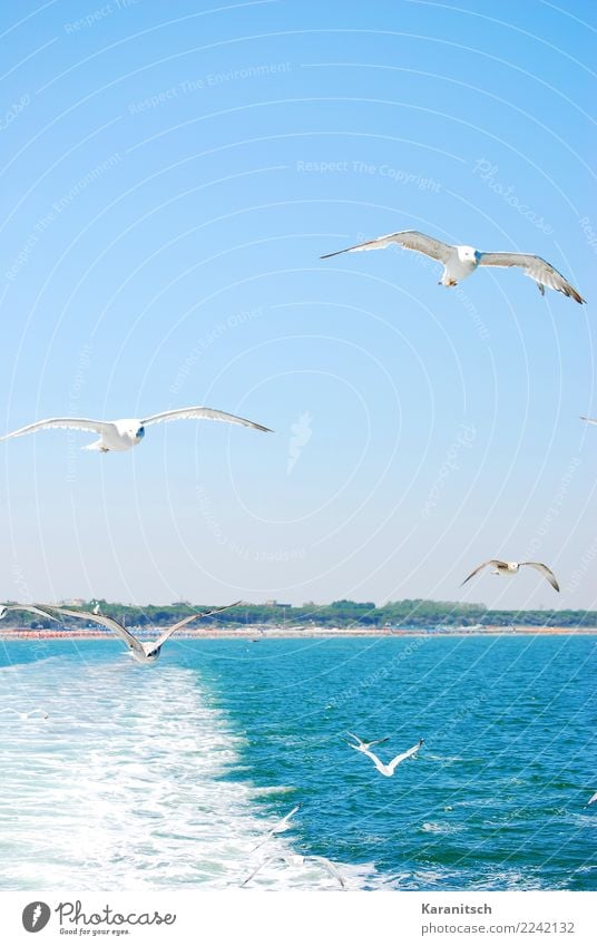 Swarm of seagulls by the sea Vacation & Travel Far-off places Freedom Cruise Summer Summer vacation Sun Ocean Waves Environment Nature Landscape Air Water