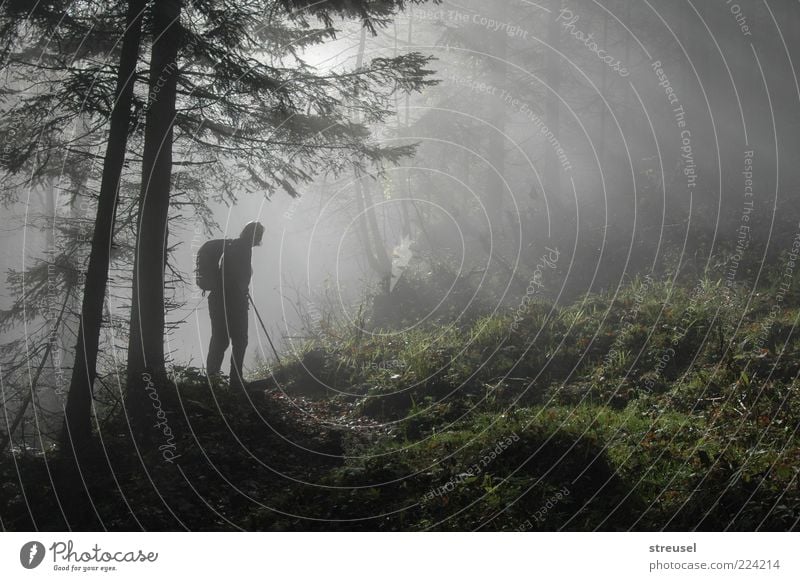 into the light Life Contentment Calm Vacation & Travel Freedom Mountain Hiking Human being Adults 1 Nature Landscape Sunlight Summer Autumn Fog Tree Forest