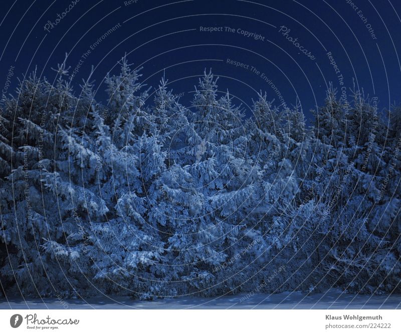 Ripe and snow-covered spruces stand in windless night and are illuminated by the full moon. Sky Cloudless sky Night sky Winter Ice Frost Snow Tree Forest Blue