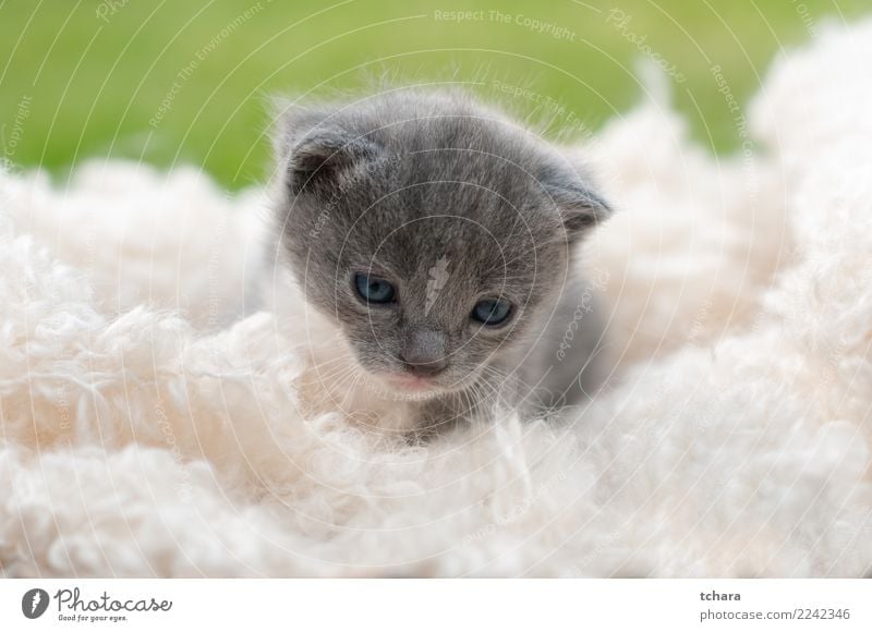 Kitty Joy Beautiful Playing Garden Baby Nature Animal Grass Fur coat Pet Cat Small Funny Cute Green Black White Kitten Delightful tabby background animals