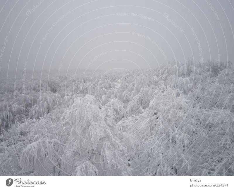 View over winter snow covered treetops Winter Forest Treetop Snowscape Untouched Nature snowy Fog Ice Frost Treetops Bright Winter forest Winter mood Tall chill