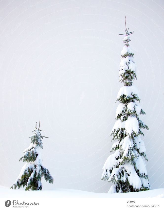 fresh snow Nature Winter Weather Ice Frost Snow Tree Authentic Thin Simple Fresh Large Cold Beautiful White Moody Virgin snow Fir tree Heavy Colour photo