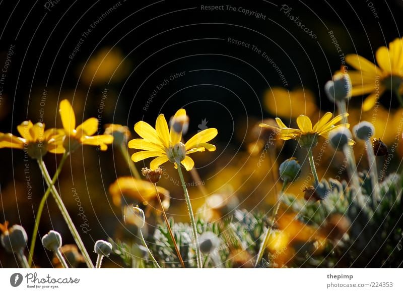 Autumn flowers II Summer Environment Nature Plant Flower Blossom Wild plant Multicoloured Yellow Colour photo Exterior shot Copy Space top Marguerite Sunlight