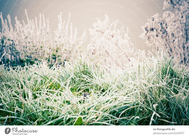 Winter Sugargrass Environment Nature Landscape Plant Elements Weather Ice Frost Snow Grass Bushes Foliage plant Meadow Cold Gray Green White Hoar frost