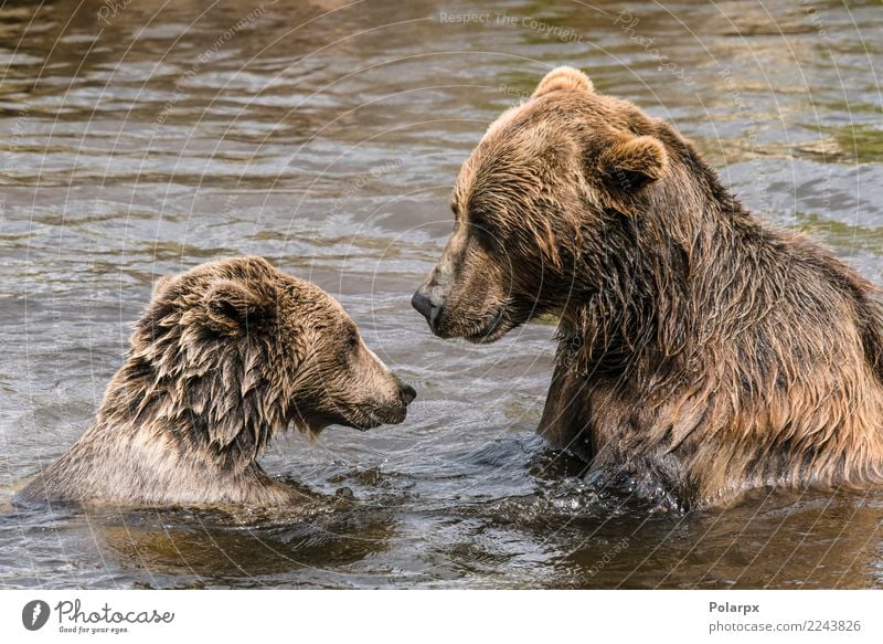 Two bears having a serious conversation in a river Swimming pool Summer To talk Adults Zoo Nature Animal Autumn Pond Lake River Fur coat Observe Dark Large Wet