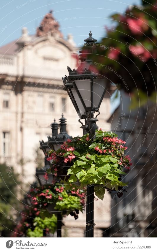 ornamental Plant Flower Budapest Capital city Old town Building Green Black Street lighting Candelabra Old fashioned flower decoration Decoration Beautiful
