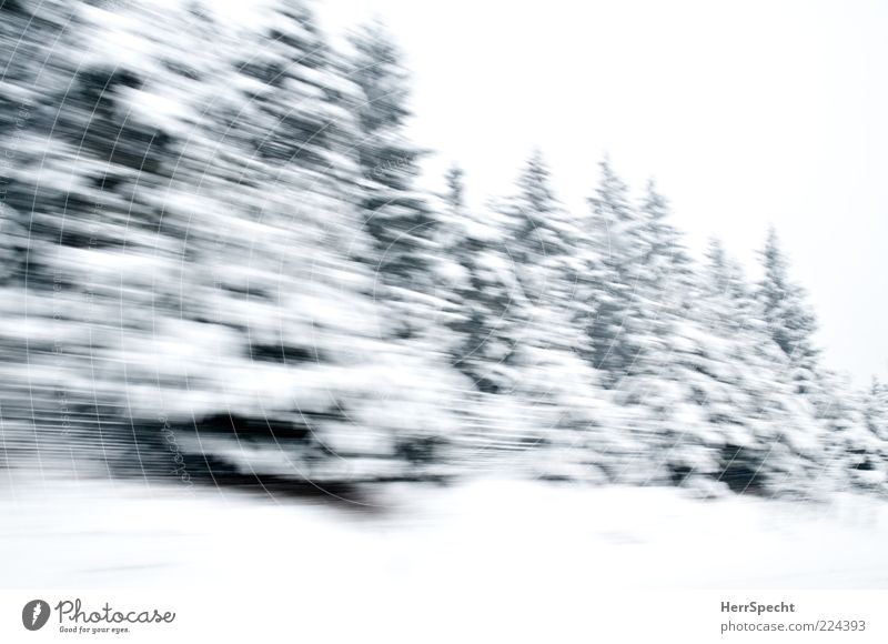 Winter Forest on Speed Nature Landscape Bad weather Snow Driving Green White Winter forest Fly-by Fir tree Snowscape Winter mood Colour photo Subdued colour