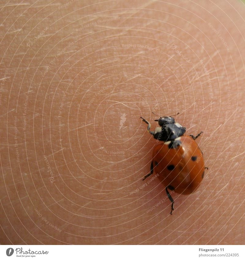 creepy Skin Animal 1 Crawl Walking Blonde Natural Pink Life Discover Hair Tiny hair Speed Point Ladybird Legs Titillation Colour photo Macro (Extreme close-up)