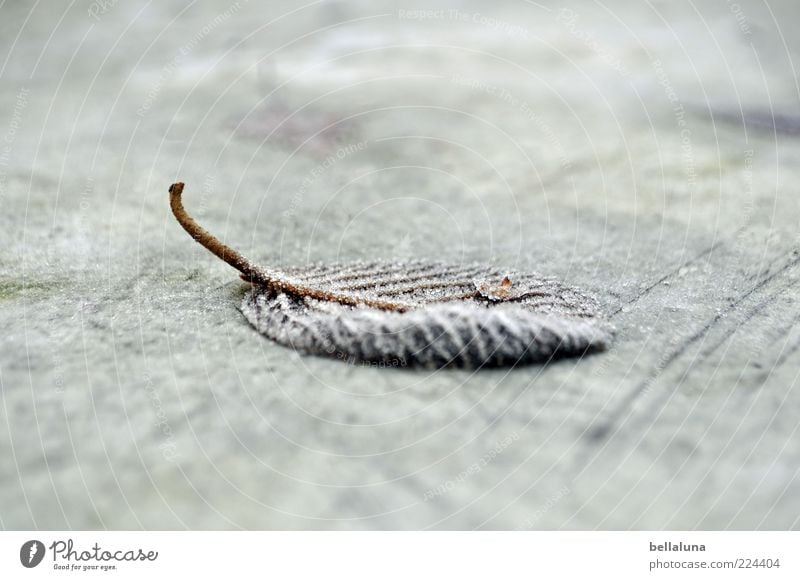 Icy messenger * for Helgi * Nature Winter Ice Frost Plant Leaf Cold Frozen Colour photo Subdued colour Exterior shot Close-up Day Light Blur Rachis Hoar frost