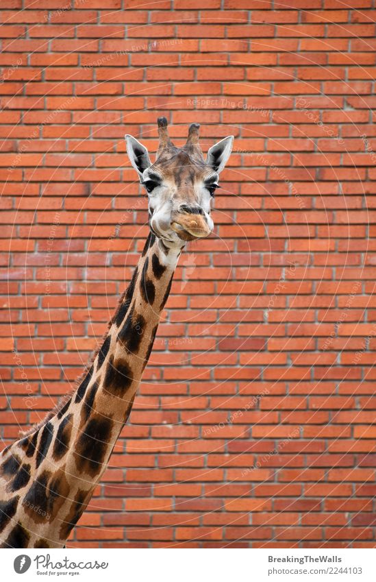 Giraffe portrait over brick wall close up Nature Animal Wall (barrier) Wall (building) Brick wall Wild animal Animal face Zoo Neck Mammal Head 1 Long Red
