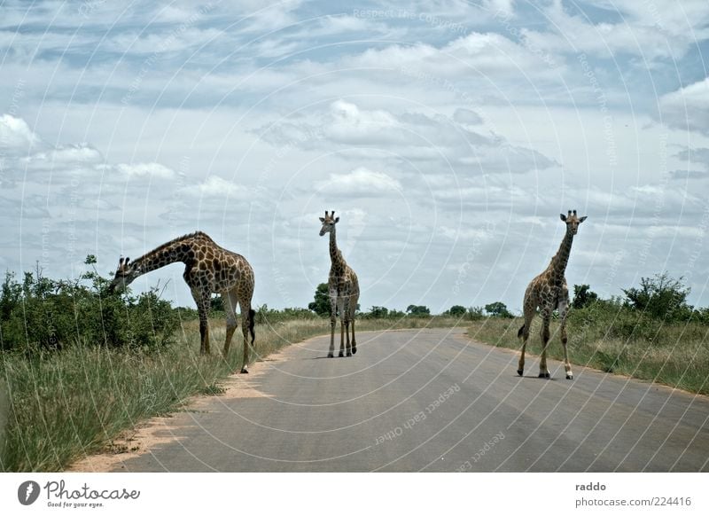 long-necked trio Safari Nature Clouds Summer South Africa Deserted Street Animal Wild animal Giraffe 3 Group of animals Animal family Observe To feed Going