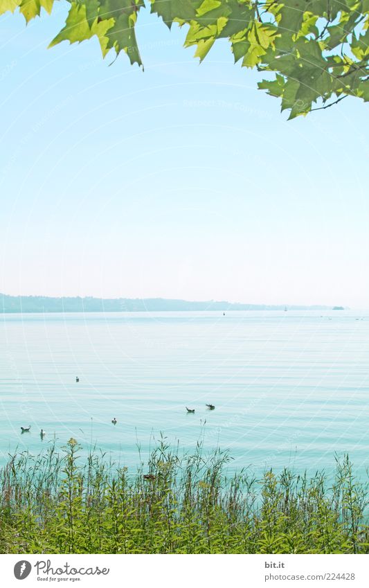 the better season Environment Nature Landscape Water Sky Cloudless sky spring Summer Climate Beautiful weather flaked Foliage plant Lakeside Lake Constance Wet