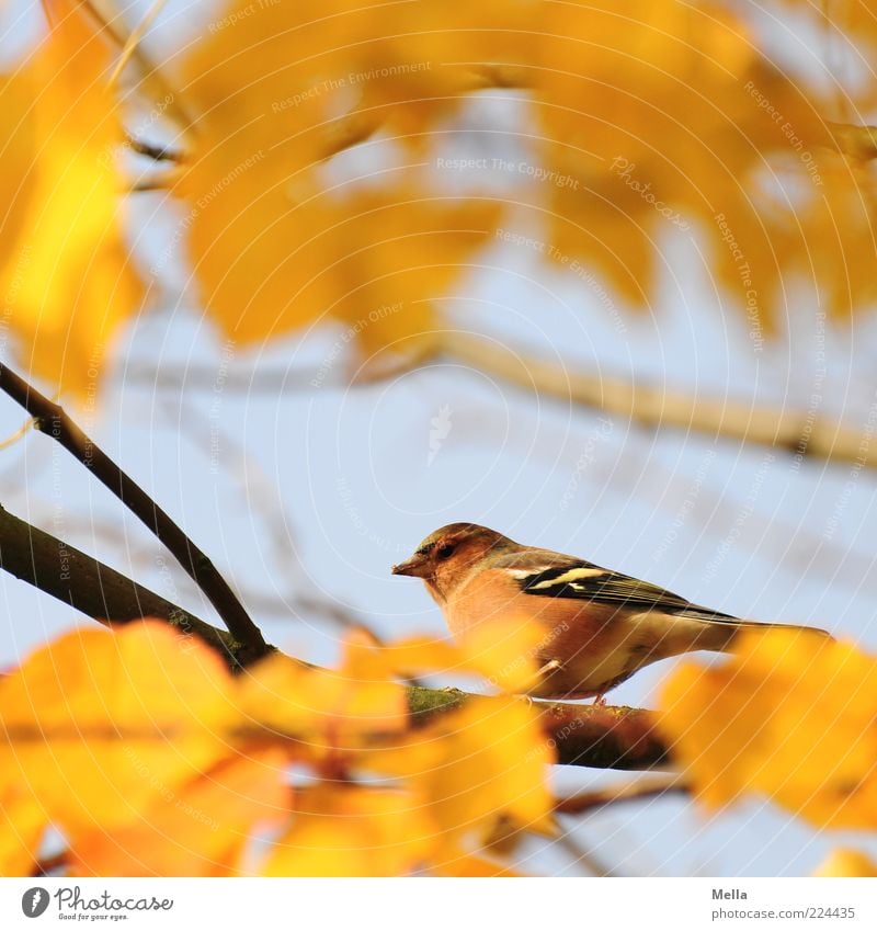 Gotcha! Environment Nature Plant Animal Autumn Leaf Branch Bird 1 Crouch Looking Sit Free Small Natural Cute Blue Yellow Freedom Colour photo Multicoloured