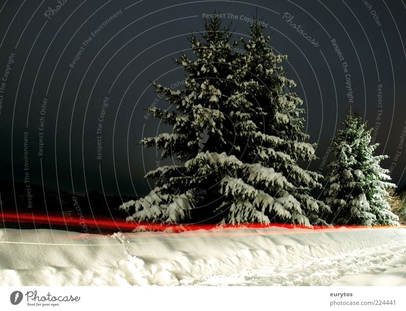 red light fir Environment Nature Landscape Winter Climate Ice Frost Snow Illuminate Red Black White Fir tree Tree Strip of light Colour photo Exterior shot