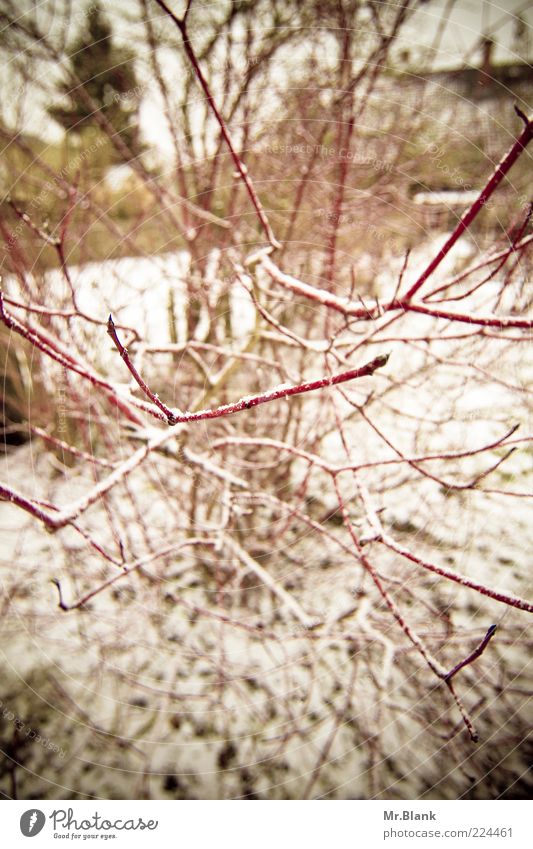 winter I Nature Plant Winter Ice Frost Snow Bushes Garden Dark Exotic Cold Red Black White Subdued colour Exterior shot Deserted Day Blur Wide angle