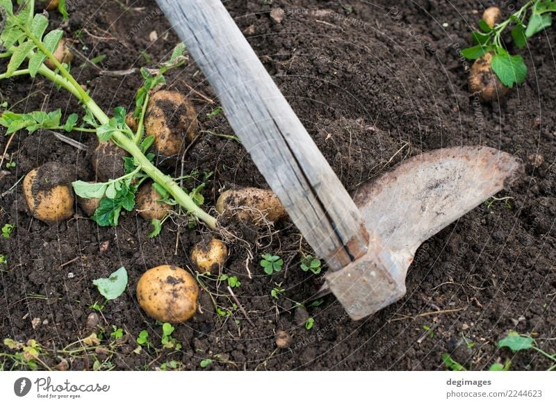 Digging of ripe potatoes Vegetable Garden Gardening Hand Plant Earth Fresh Natural Potatoes Harvest field Crops Organic dig food Farm Farmer Ground Agriculture