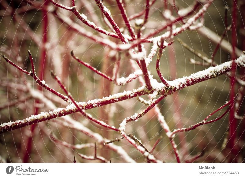 wintry XIII Nature Plant Winter Ice Frost Snow Bushes Dark Cold Brown Red White Loneliness Subdued colour Exterior shot Deserted Day Blur Shallow depth of field