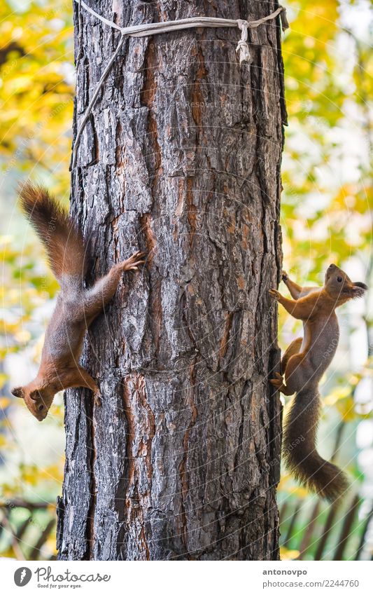 two squirrels on a pine tree Animal Wild animal Squirell 2 Brown Multicoloured Yellow Green "natural  yellow  summer  outdoors  small  mammal  outdoor  autumn