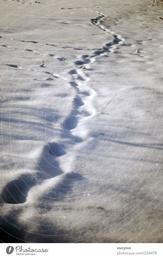 The Yeti doesn't believe in Reinhold Messner. Nature Climate change Weather Ice Frost Snow White Tracks Footprint Winter Colour photo Exterior shot Deserted Day