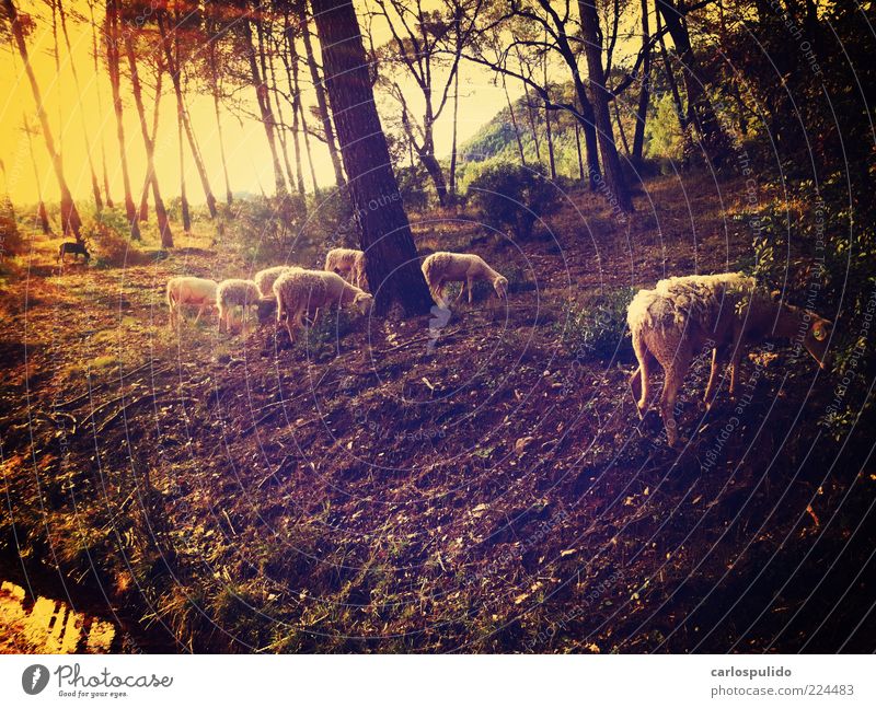Group of animals Retro Sheep Field To feed Forest Andalucia Spain Tree Earth Pasture Shepherd Colour photo Exterior shot Deserted Dawn