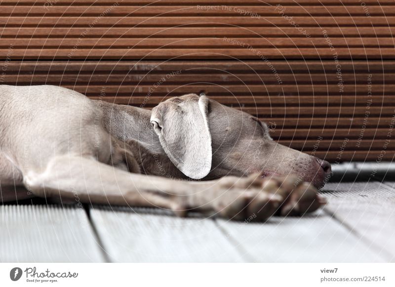 I can't do anything. Animal Pet Dog 1 Wood Line Stripe Old Relaxation Sleep Dream Authentic Elegant Beautiful Soft Safety Serene Calm Boredom Exhaustion