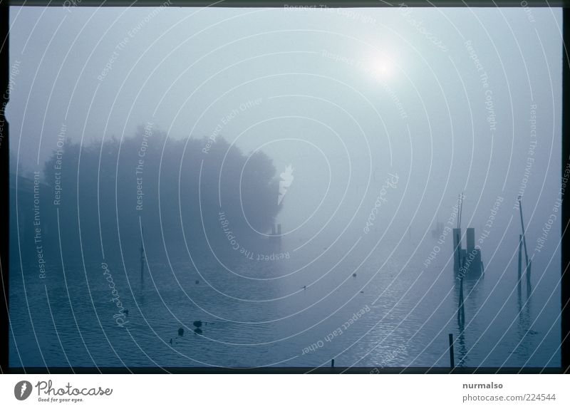 mystic morning Environment Nature Landscape Plant Climate Weather Fog Tree Wild plant River bank Havel Dark Soft Moody Morning Light Shadow Silhouette