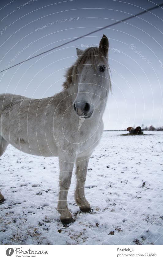"Little Uncle" Horse 1 Animal Contentment Endurance Curiosity Life Blue White Winter Watchfulness Pasture Freedom Fresh Ice Cold Sky Ground Colour photo
