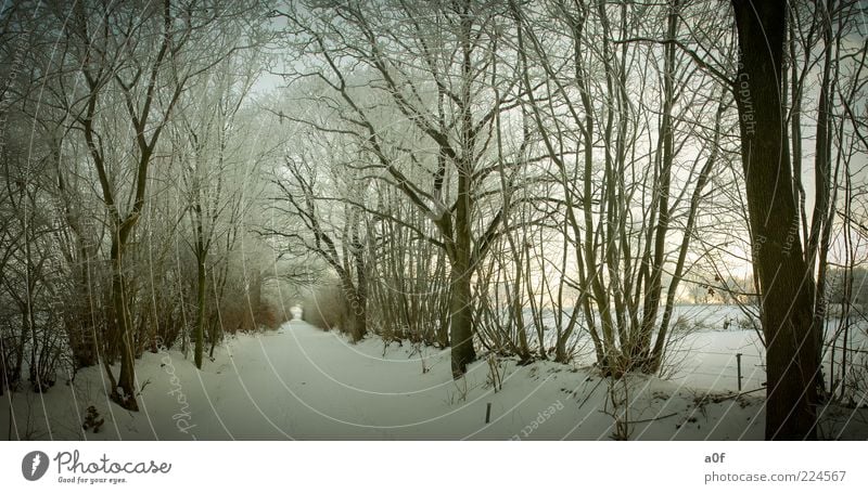 Way between trees Environment Nature Landscape Winter Lanes & trails Snow Brown Cold Subdued colour Exterior shot Deserted Evening Twilight Deep depth of field