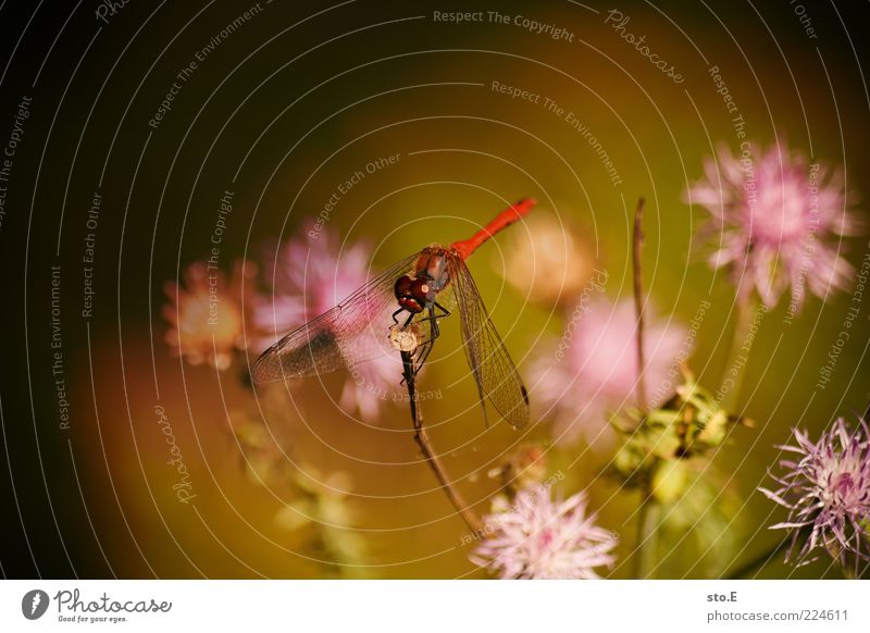 the red ones come Environment Nature Plant Animal Spring Summer Flower Blossom Sit Uniqueness Beautiful Insect Dragonfly Dragonfly wings Red Colour photo