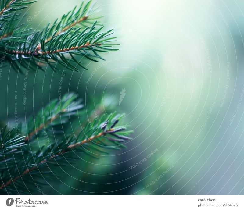 twigs Environment Nature Tree Blue Green Twig Fir branch Fir tree Coniferous trees Fir needle Colour photo Detail Deserted Copy Space right
