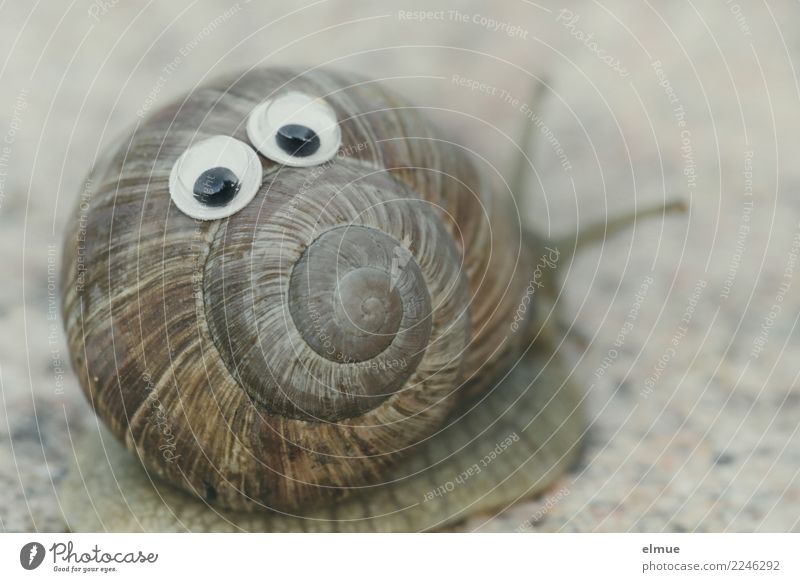 funny snails (5) Snail Vineyard snail Snail shell Feeler Eyes Spiral Facial expression Screw thread Happiness Delicious Near Slimy Joy Joie de vivre (Vitality)