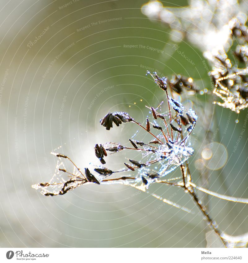 Hello 2011 Environment Nature Plant Drops of water Flower Blossom Wild plant Spider's web Net Glittering Faded To dry up Natural Gray Green Decline Transience