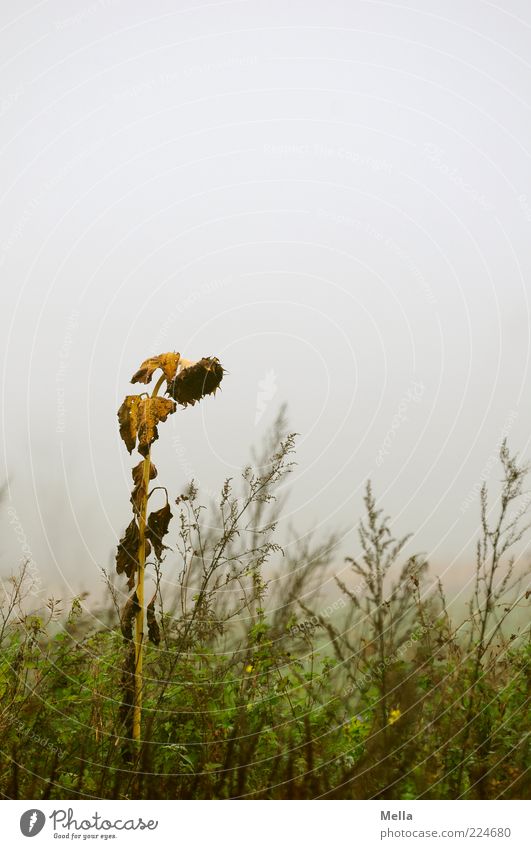 Judgment day Environment Nature Plant Autumn Climate Weather Bad weather Fog Flower Grass Blossom Sunflower Meadow Faded To dry up Natural Gloomy Gray Sadness