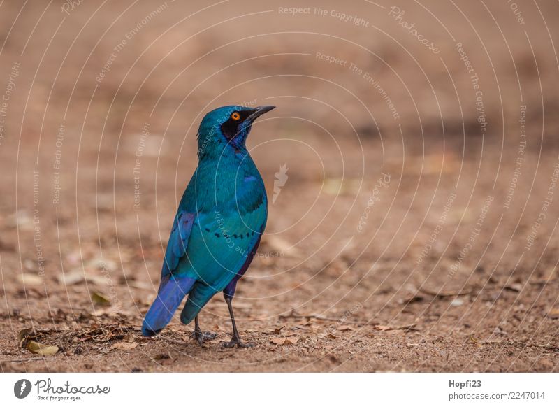 Green Starling Nature Animal Earth Spring Beautiful weather Field Wild animal Bird 1 Looking Blue Multicoloured Orange Black Africa South Africa Colour photo