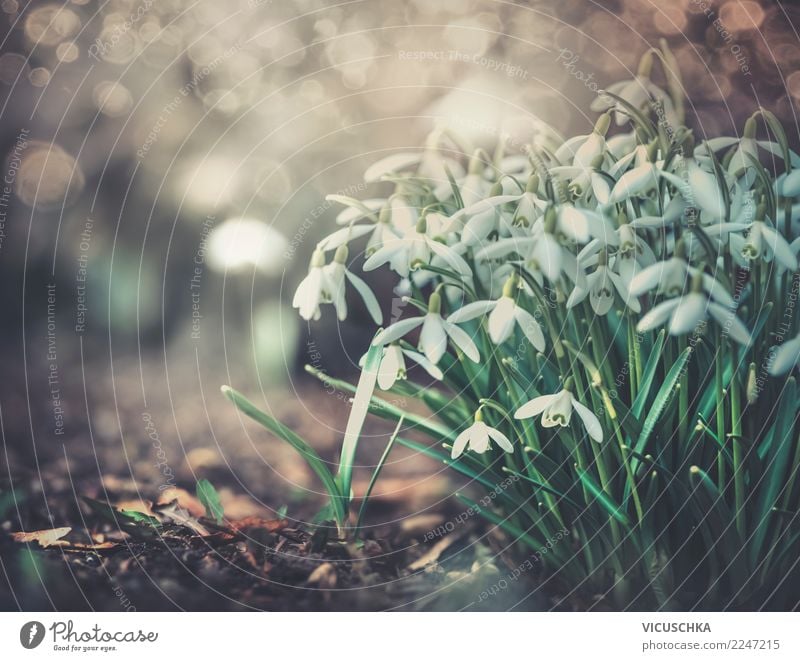 Snowdrops in the garden Lifestyle Design Garden Nature Landscape Plant Spring Flower Leaf Blossom Park Spring fever Spring flower Spring day