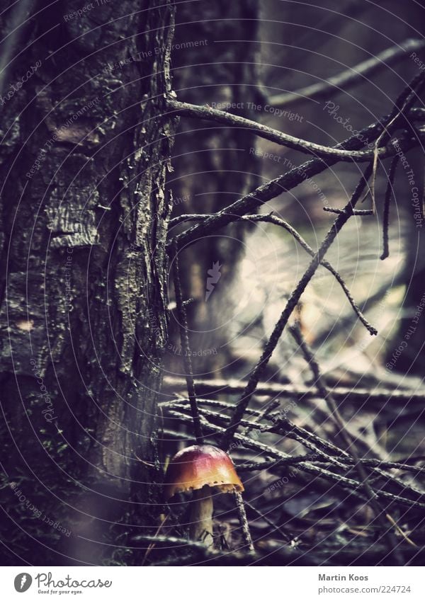 in the wood Nature Plant Mushroom Forest Dark Fresh poisonous mushroom Poison Enchanted forest Creepy Undergrowth Tree Twigs and branches Impassable Protection